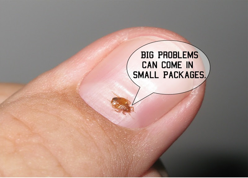 how to tell if you have bed bugs