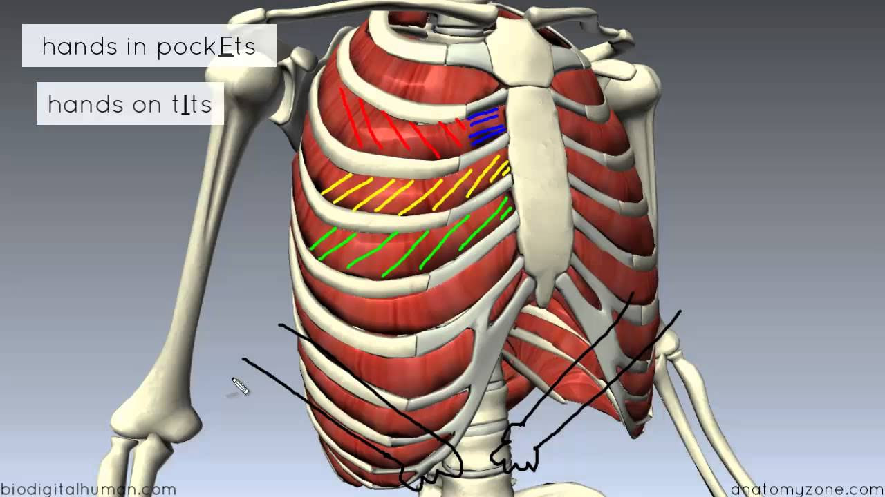 Rib Cage Muscles Labeled - Vector Art - Human rib cage ...