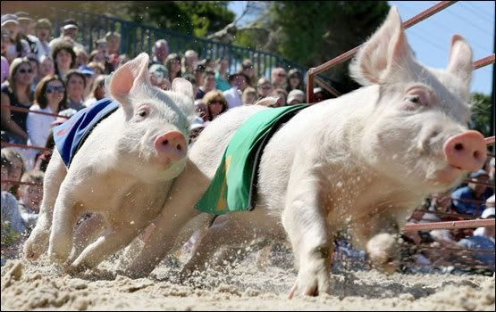 course cochons