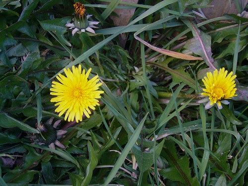 Dandelion