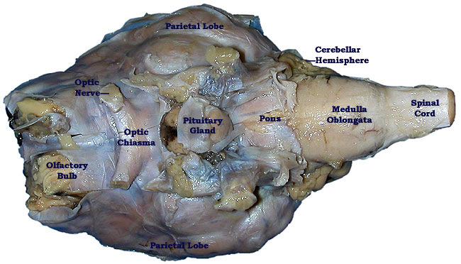 sheep brain dissection bi