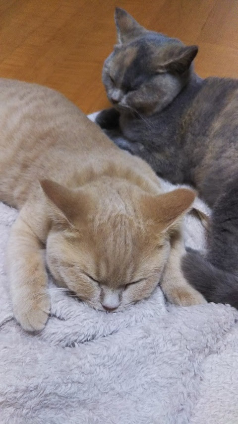 ネコちゃんの黒いツブツブ  埼玉の動物病院  埼玉動物医療センター