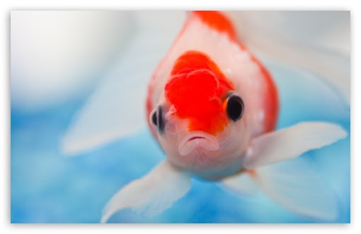 hd goldfish wallpaper. 1 Goldfish wallpaper for
