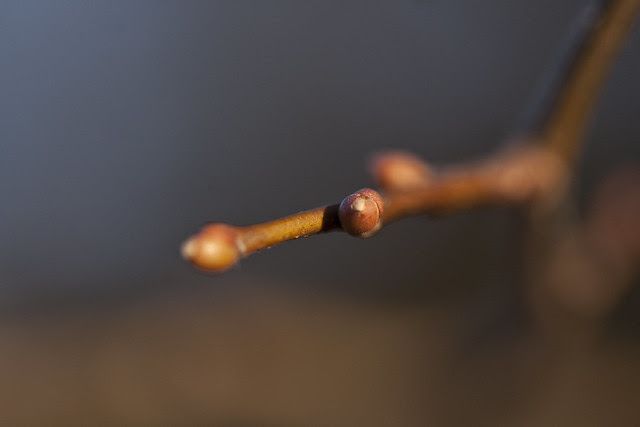 budding