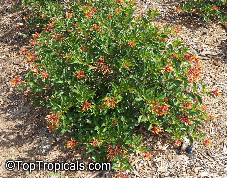 Hamelia patens, Fire Bush, Firecracker Plant ...