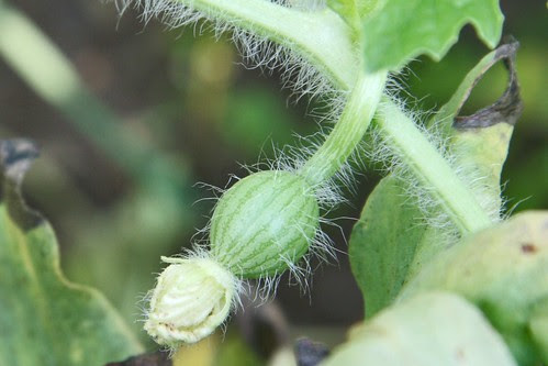 baby watermelon