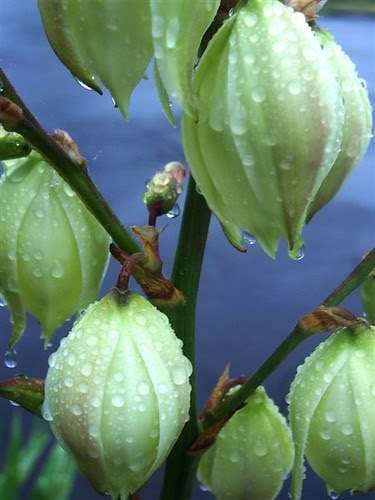 summer rain