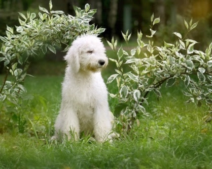珍しい輸入犬 犬の輸入 マイスターjp