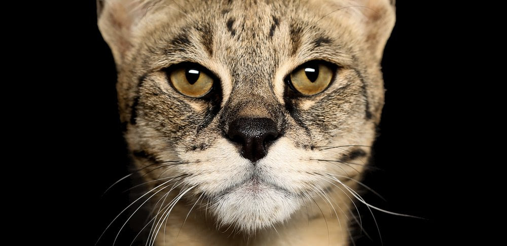 Savannah Cat - Size,Diet,Temperament,Price.