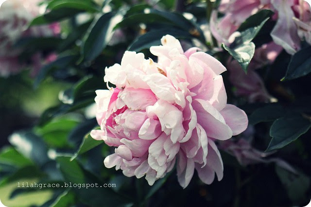 ornamental gardens, ottawa