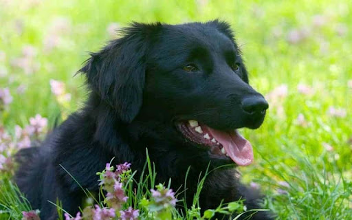 All About Black Golden Retriever & 7 Facts