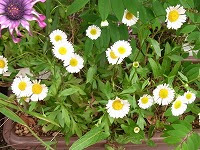 ５月２７日の誕生花 エリゲロンの花言葉 遠くから見守ります 白と赤の源平小菊の 移り気 な花色 弥生おばさんのガーデニングノート 花と緑の365日 楽天ブログ