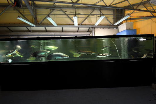 観賞用水槽 大型熱帯魚水槽 東京 導入事例 水槽 アクアリウム 水処理施設等の水環境プロデュース