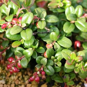 西別コケモモ 北海道の山野草 宿根草 高山植物販売専門店岩崎園芸ネットストア