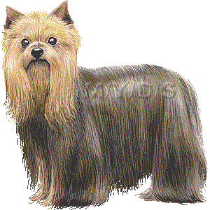 ヨークシャー テリア ヨーキーのイラスト 条件付フリー素材集