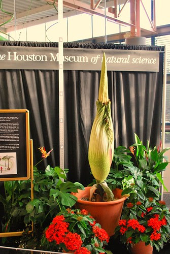 amorphophallus titanum or corpse flower. Corpse Flower [Amorphophallus