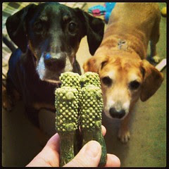 We're working on a #Nylabone #NutriDent #grainfree #peanutbutter review