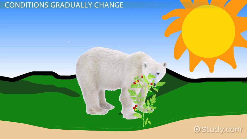 Ecosystem Homeostasis: Definition & Examples - Video ...