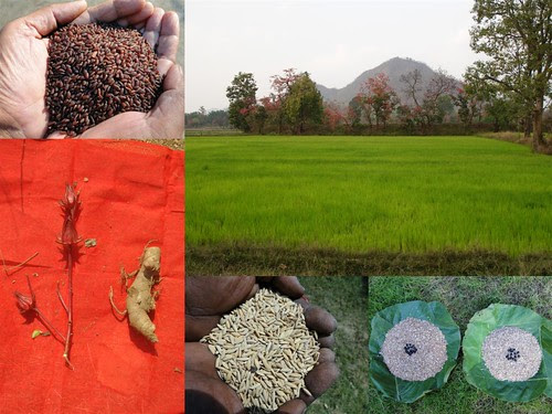 Validated and Potential Medicinal Rice Formulations for Hypertension and/with Diabetes mellitus Type 2 Complications (TH Group-278) from Pankaj Oudhia’s Medicinal Plant Database by Pankaj Oudhia