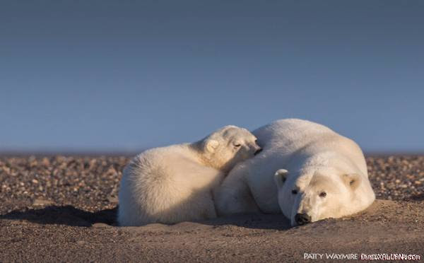Nữ nhiếp ảnh gia lặn lội lên Bắc cực chụp ảnh gấu trắng và tuyết nhưng buồn thay...