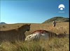 071 smilodon and Nigel