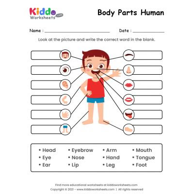  free printable body parts worksheets kiddoworksheets
