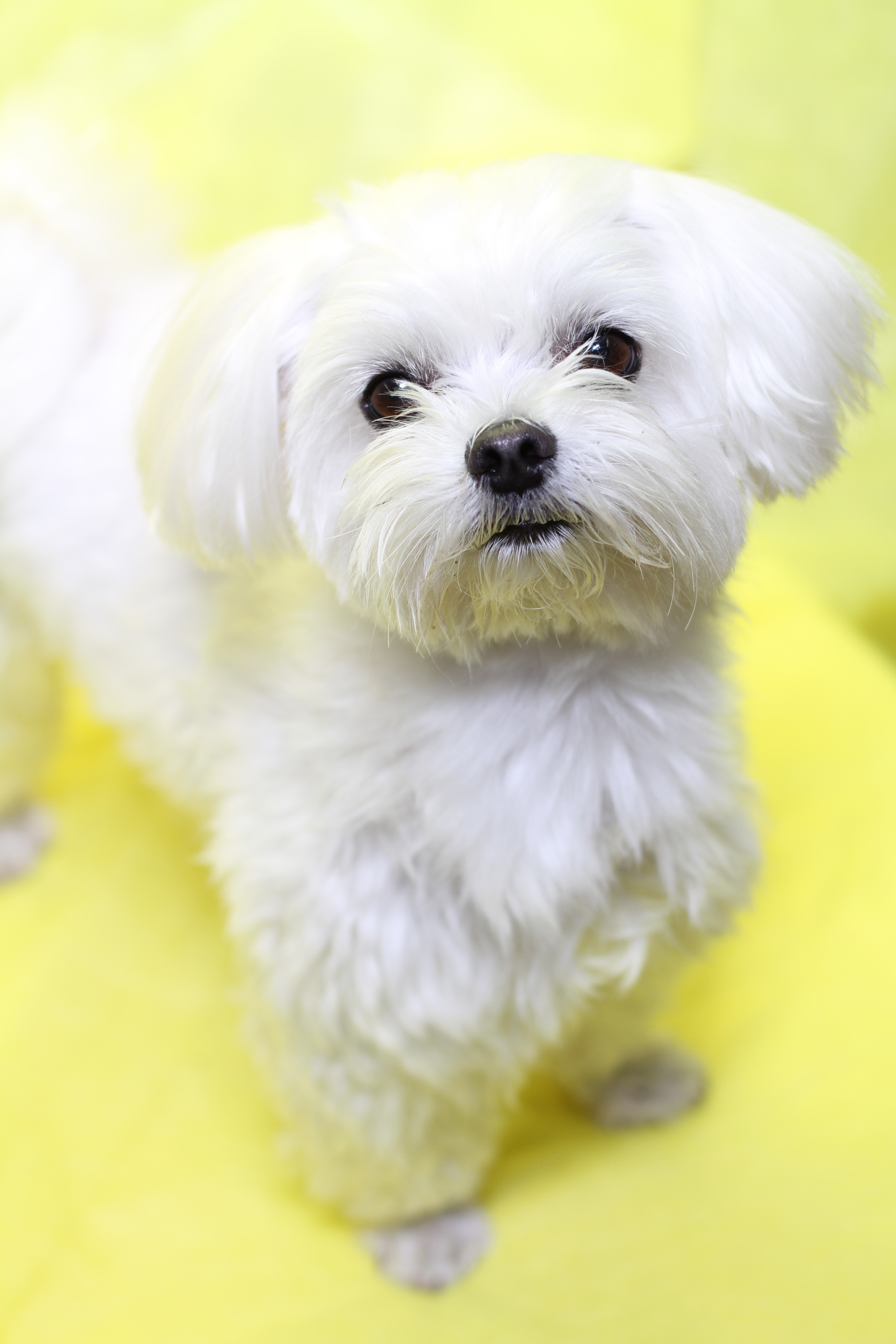 白くてふわふわの犬種５選