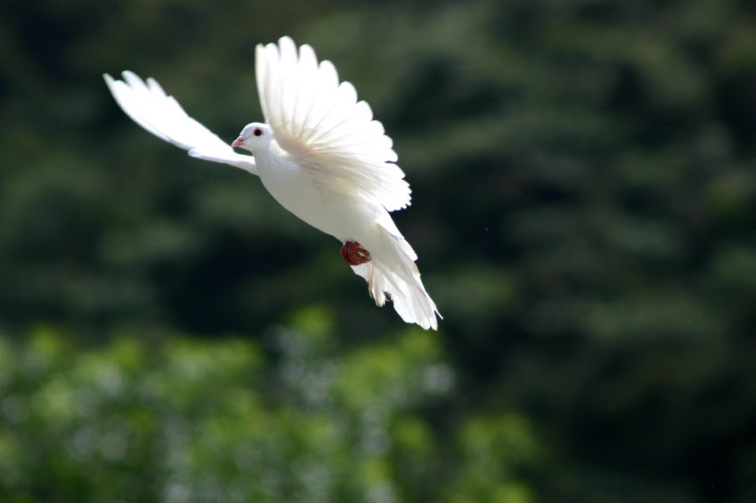 Perfect Baby Bird Learning to Fly 849 x 565 · 529 kB · jpeg