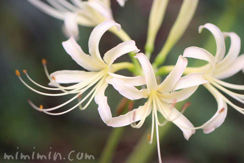 シロバナマンジュシャゲ リコリス の花の写真 花言葉 名前の由来 みみみんブログ