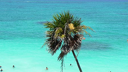 palmier tulum.jpg