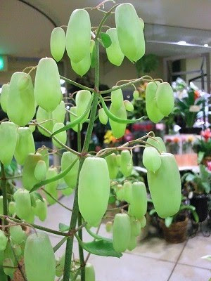 魔法の鐘 プロトリーフの観葉植物ブログ