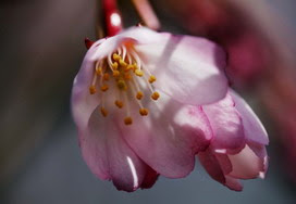 3月26日の誕生花 3月26日の誕生花はしだれ桜