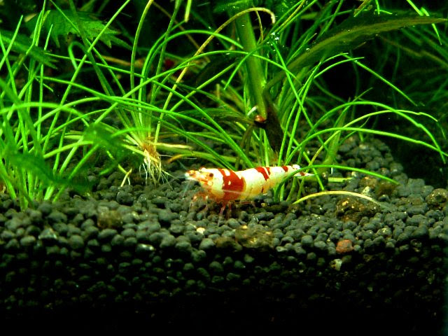 水草 と レッド ビー ヒカリの国のアクア