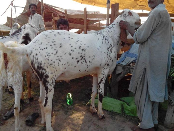 Big Bakra from Faisalabad 2014  Eid ul Adha (Bakra Eid 