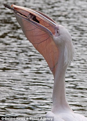 Going... With the crowd willing it to escape, the bird disappears from view