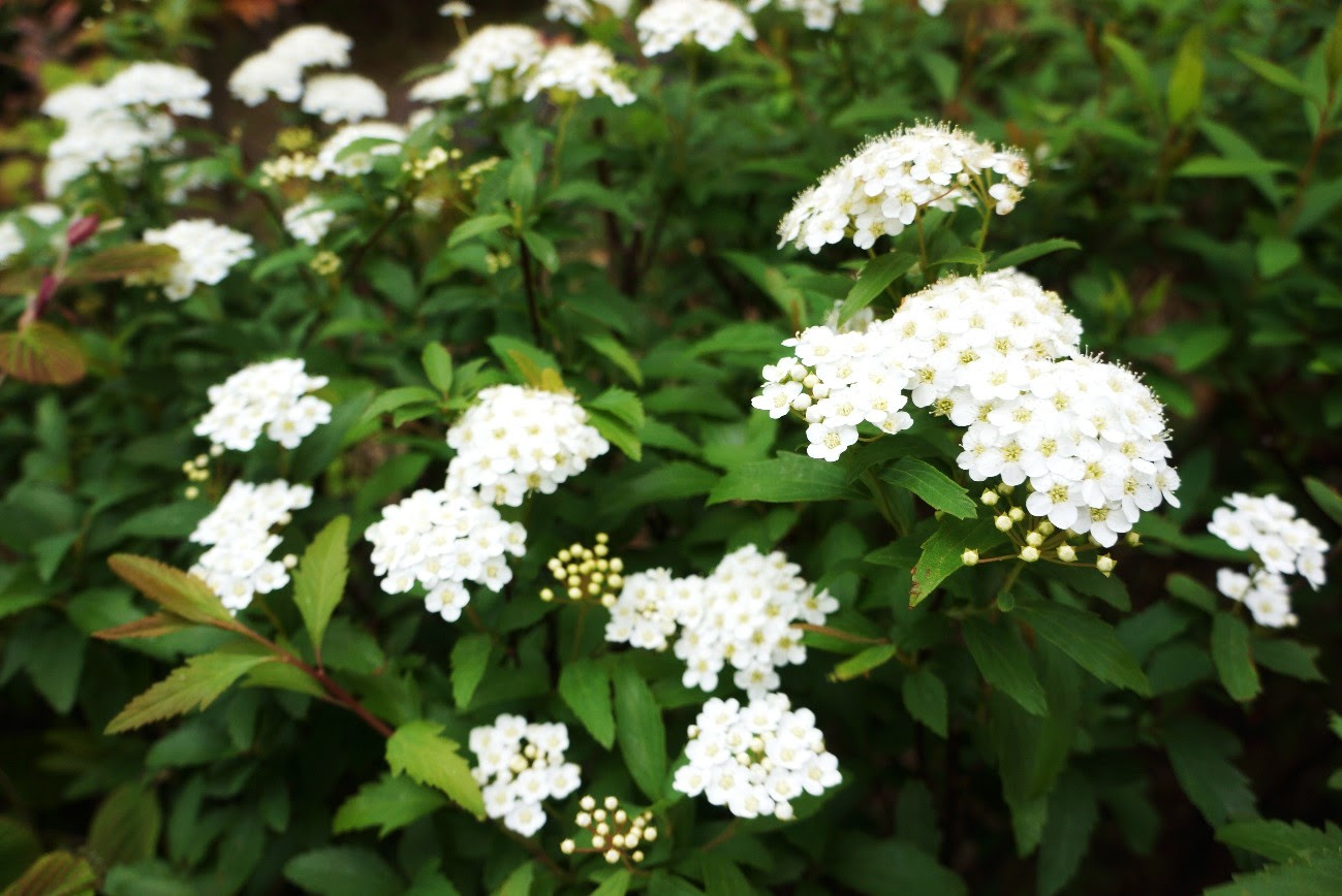中野四季の都市は春爛漫 あちこちで春の花々が咲いています 公式 Nakano Central Park 中野セントラルパーク