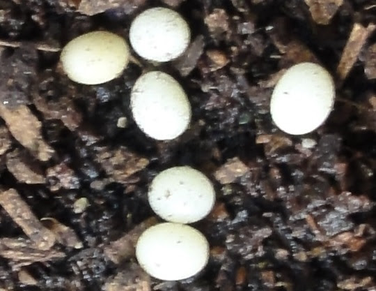 ポリフェムスオオツノカナブン３ 萌萌虫雑記帳