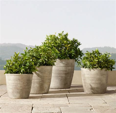 The leaves are marbled and include a white variegation with a . 32 Stylish Outdoor Planters to Perk Up Your Garden or