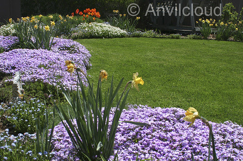 Backyard Garden
