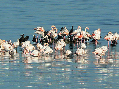 flamands roses et cormorans.jpg