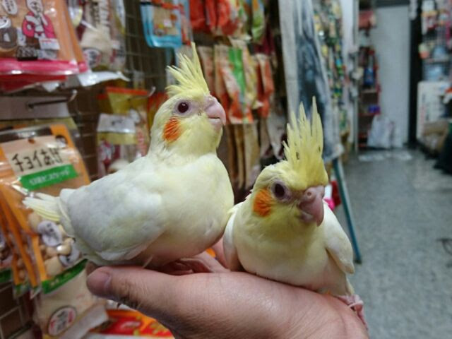 可愛いオカメインコと小桜インコ またまた 入りました ペットショップふじやのブログ