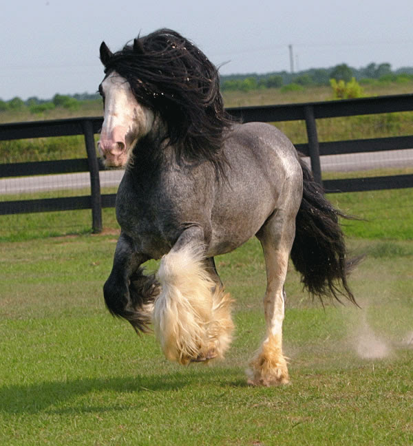 unique horse breeds