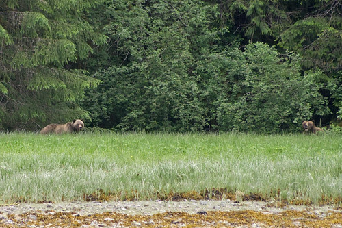 grizzly bears (courting pair)
