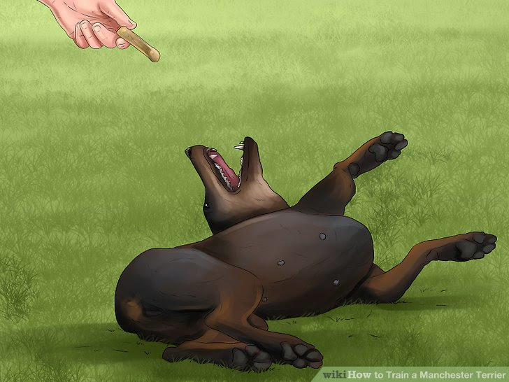 Train a Manchester Terrier Step 11.jpg