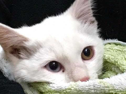 兵庫県 幸運のオッドアイ シャイなバニラくんを家 猫の里親募集 ネコジルシ