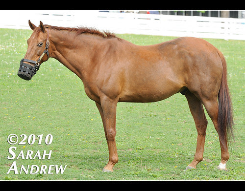 Funny Cide is NOT amused by his new grazing muzzle