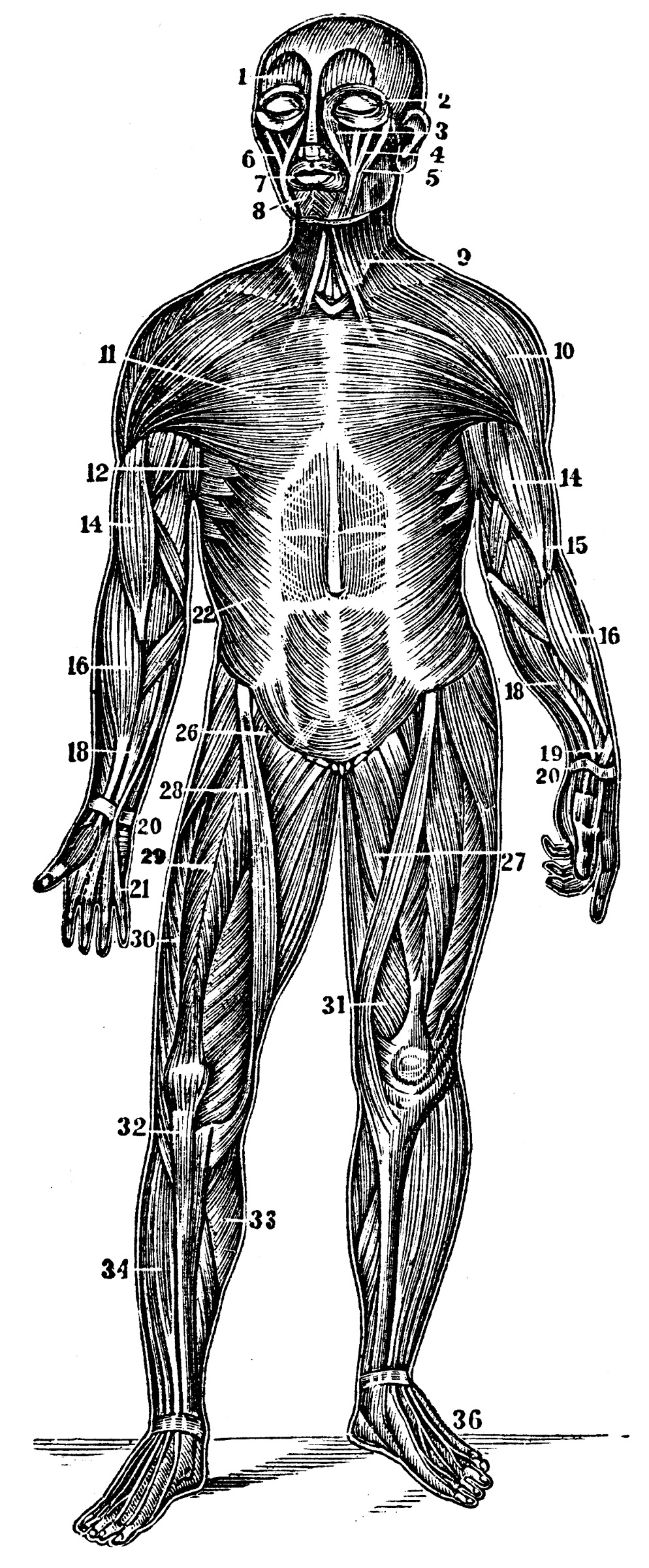 Front View of the Superficial Muscles of the Body ...