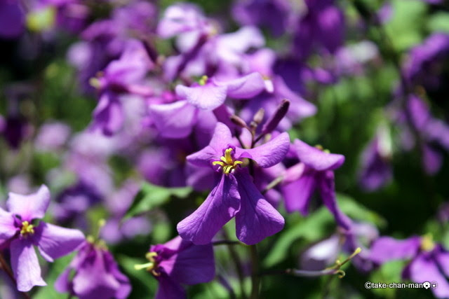 庭の紫花菜の花です れお君と庭の花 Fromたけちゃんマン