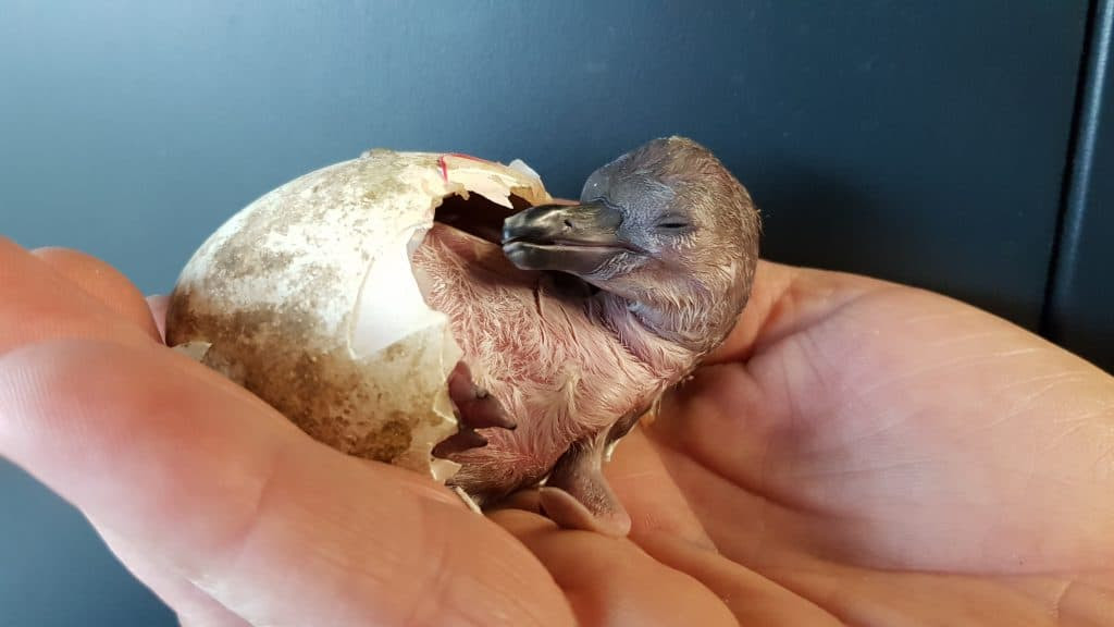 Chick hatching stuck in egg