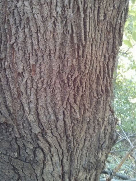 Plants with good bones (like succulents and tropical plants) make designing a container garden easy. Basic Tree | Tree Identification | Regional and Community